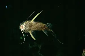 Catfishes: Nile Catfish