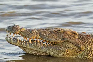 Nile Crocodile