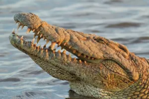 Commom: Nile Crocodile