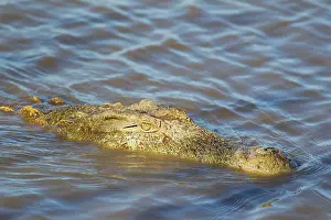 Commom: Nile Crocodile
