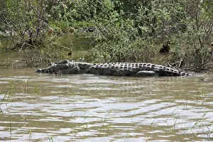 Crocodilus: Nile Crocodile