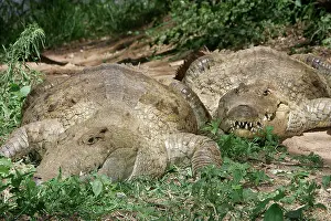 Crocodilus: Nile Crocodile - two