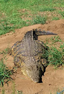 NILE CROCODILE