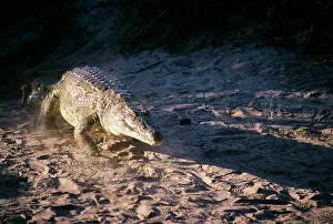 Hans D Dossenbach: Nile Crocodile