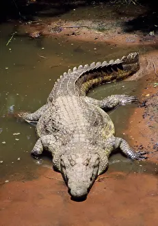 Nile Crocodile