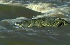Sandbank: Nile crocodile