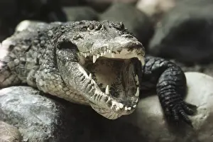 Croc: Nile Crocodile