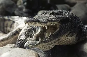 Croc: Nile Crocodile