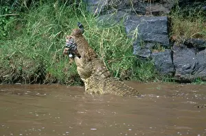 Croc: Nile Crocodile