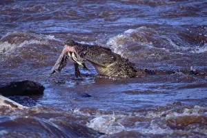 Croc: Nile Crocodile