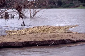 Tanzanian: Nile Crocodile