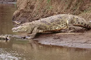 Entering: Nile Crocodile