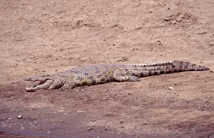 Croc: Nile Crocodile