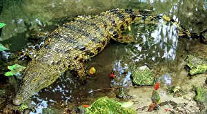 Jacksonville: Nile Crocodile
