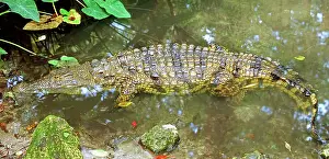 Jacksonville: Nile Crocodile