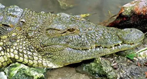 Jacksonville: Nile Crocodile