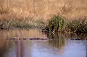 Lurking: Nile Crocodile