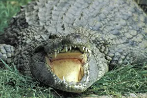Crocodilia: Nile Crocodile