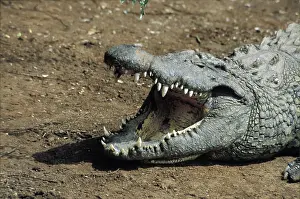 Crocodilia: Nile Crocodile