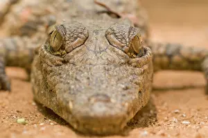 Berenty: Nile Crocodile
