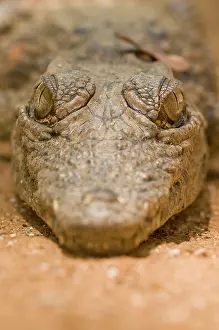 Berenty: Nile Crocodile
