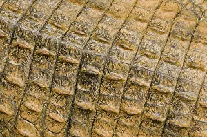Reptilien: Nile Crocodile