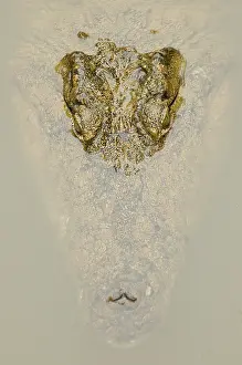 Reptilien: Nile Crocodile