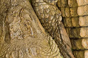 Reptilien: Nile Crocodile