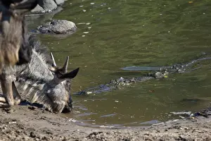 Escape: Nile Crocodile
