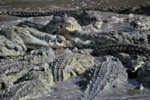 Crocodilia: Nile Crocodile