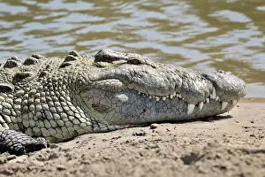 Crocodilia: Nile Crocodile
