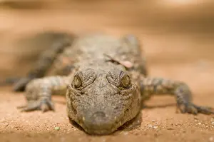 Afrika: Nile Crocodile
