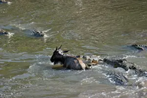 Escape: Nile Crocodile