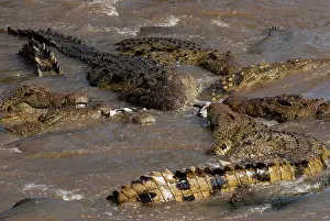 Ungulata: Nile Crocodile