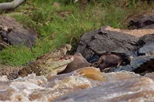 Antilopinae: Nile Crocodile