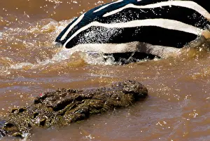 Niloticus: Nile Crocodile