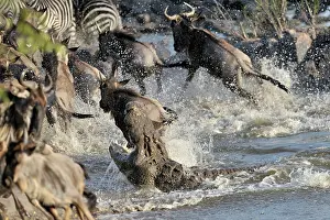 Escape: Nile Crocodile