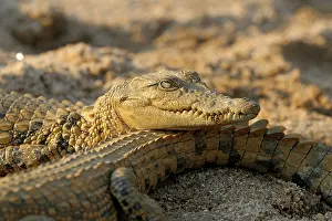Limpopo: Nile Crocodile