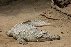 Nile: Nile Crocodile