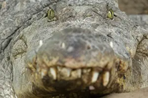 Nile: Nile Crocodile