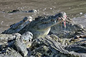 Nile: Nile Crocodile