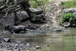 Attack: Nile Crocodile