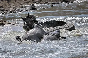 Attack: Nile Crocodile