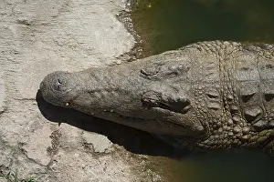 281118: Nile Crocodile - Agatha Crocodile Ranch, Agatha