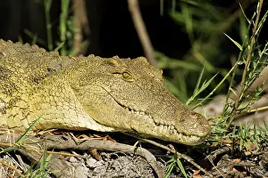 Lufupa: Nile Crocodile - Basking at the bank of the Lufupa River