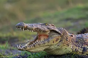 Nile: Nile Crocodile - basking at eventide at the bank