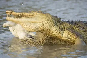 Bites: Nile crocodile catching chicken Pond of Bazoule Burkina Faso