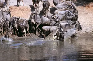 Attacking: Nile Crocodile catching wildebeest / Gnu