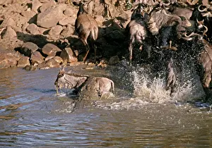 Alyssa Giustozzi: Nile Crocodile catching wildebeest / Gnu calf