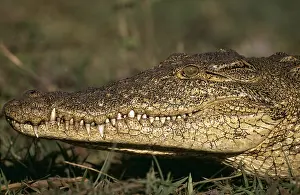 Sinister: NILE CROCODILE - CLOSE UP